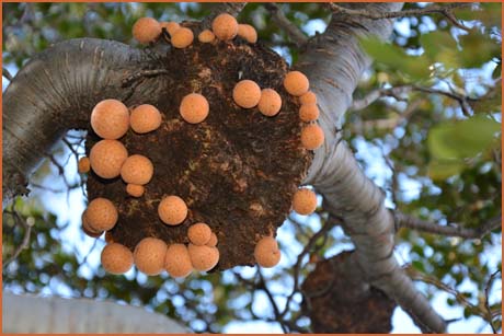 champignons cancer des arbres